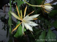 Epiphyllum anguliger